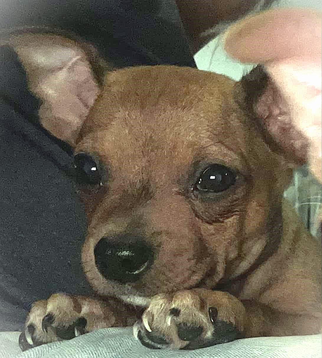 Simon Simon